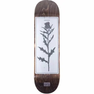 Pass~Port Invasive Species Scotch Thistle 8.25 Skateboard Deck