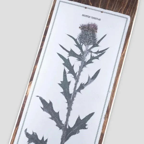 Pass~Port Invasive Species Scotch Thistle 8.25 Skateboard Deck